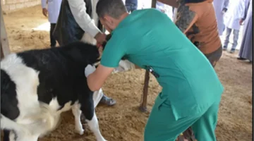 إعلان جديد.. 4500 فرصة عمل لأطباء بيطريين في وزارة الزراعة